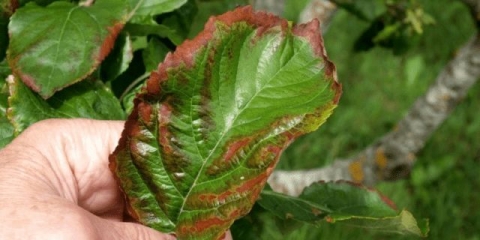 Zašto lišće jabuke postaje crveno i šta učiniti